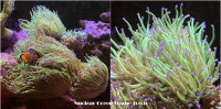 Nuclear Toxic Green Indo Torch Frags Saltwater Reef Aquarium