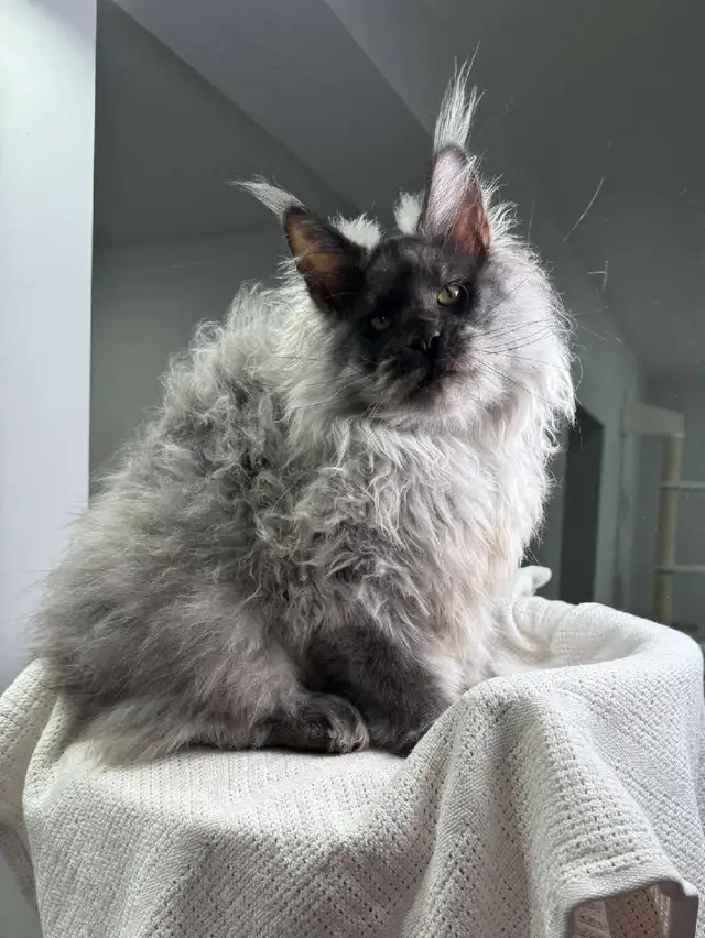 NIGHTHAWK- SHOWSTOPPER BLACK SMOKE MAINE COON male PET, FIXED