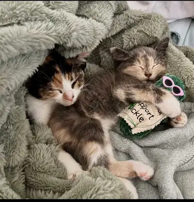 2 female cats for an indoor loving home, View more