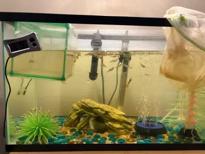 Assorted Guppy Fish, View more