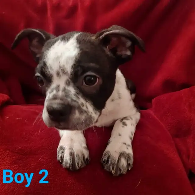 Adorable Boston Terrier Pups ready for Spring in Dogs & Puppies for Rehoming in Winnipeg - Image 3