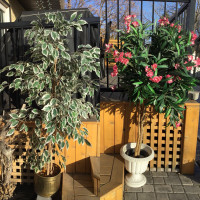 ARTIFICIAL SILK TREES ( Price is for both together) 
