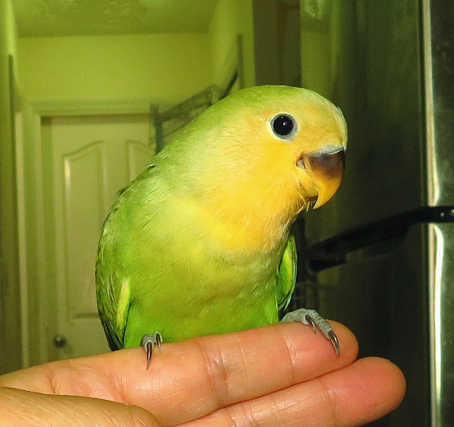 super tame handfed lovebird baby BOY (DNA sexed) in Birds for Rehoming in Vancouver