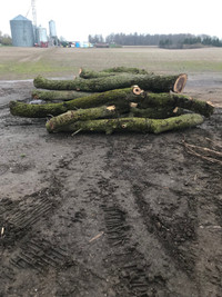 Walnut logs