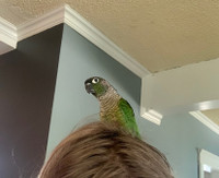 Green Cheek Conures for Sale 