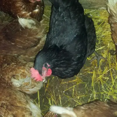 Oeufs de poules heureuses en liberté, View more