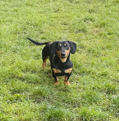 Dachshund/Pembroke Welsh Corgi, View more