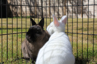 Bonded Pair of Netherland Dwarf Bunnies for Rehoming