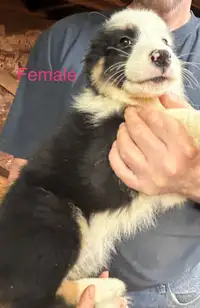 Border Collie/Australian Shepherd Puppies