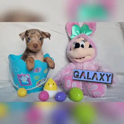 Galaxy is a male Chocolate and Rust merle. He is the last one left in the litter. Ready to go april...