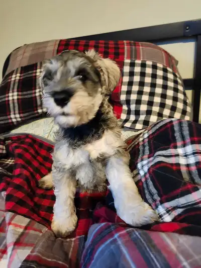 We have 4 puppies available now. Been vet checked vaccination done and worming. Looking for there fo...