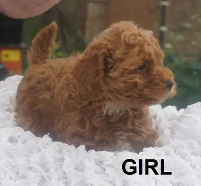 RED ALERT - RAVISHING RED TOY POODLE PUP, View more