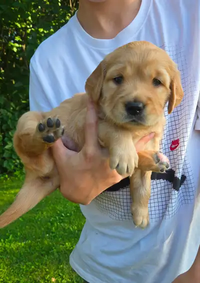 Purebred Golden Retriever Puppy, View more