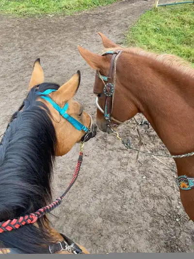 Fun relaxing place lots of trails small sand indoor and outdoor full care located in Newburgh