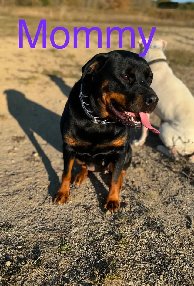 Rottweiler mix puppies in Dogs & Puppies for Rehoming in Oakville / Halton Region - Image 5