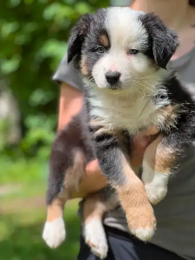 Chiots Bergers Australiens pure race, View more