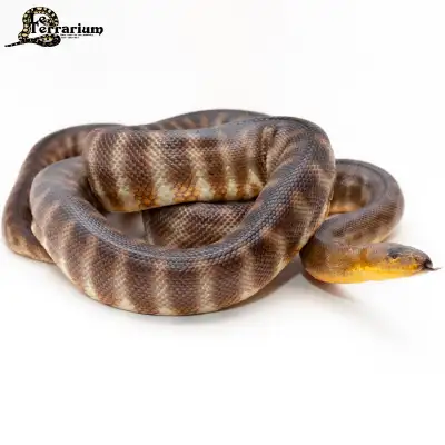 Python woma - Régulier - Mâle, View more