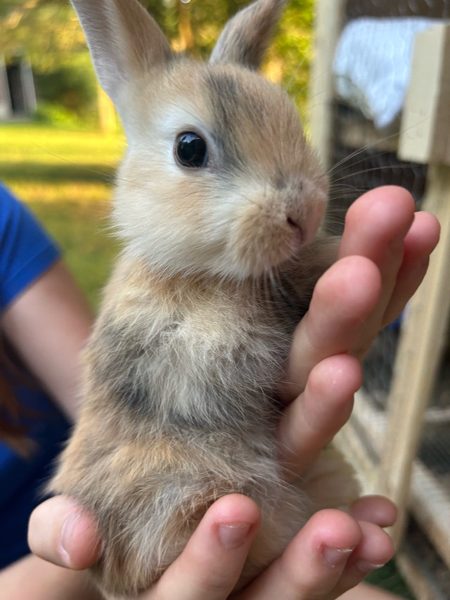 Baby Bunnies in Small Animals for Rehoming in Stratford - Image 4