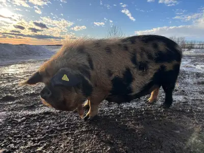 Kunekune Sow and 7 purebred piglets, View more