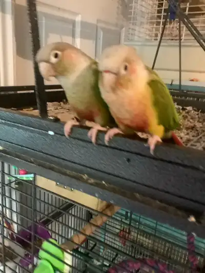 Pineapple Conure Breeding & Hand Tamed Pair,Female has 5 Babies,, View more