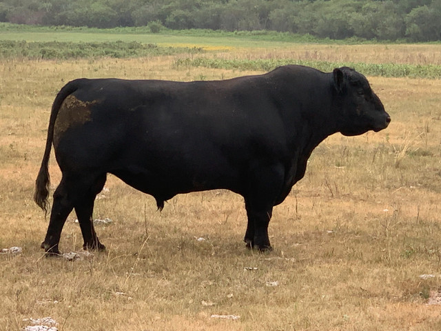 WAVENY ANGUS - Black Angus 2 Yr Old and Yearling Bulls for Sale in Livestock in Edmonton