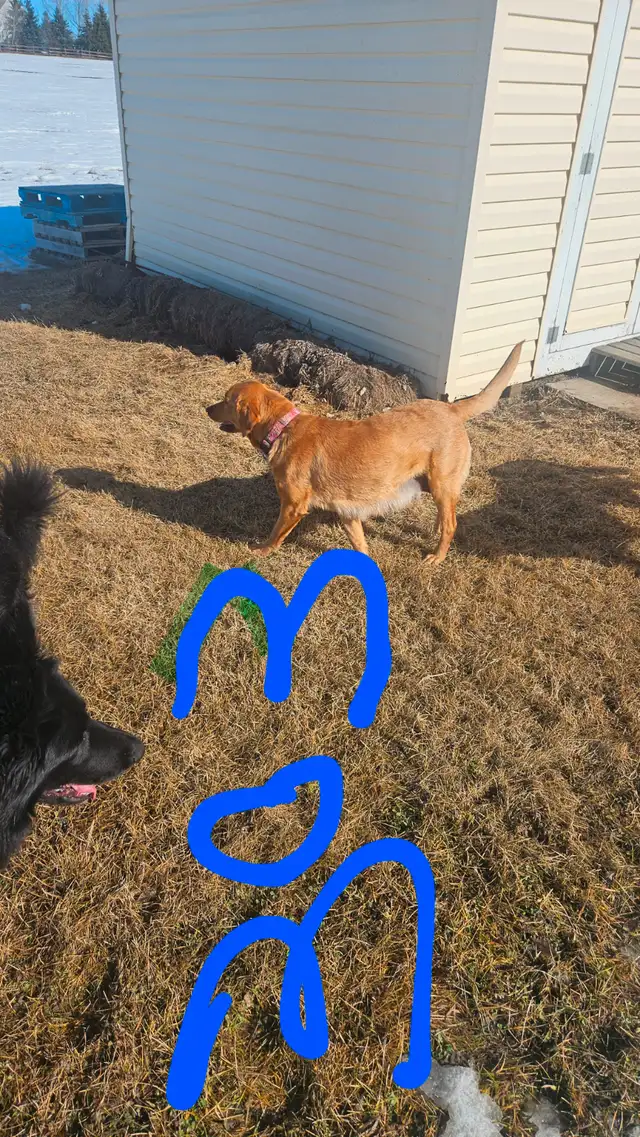 German shepherd puppies in Dogs & Puppies for Rehoming in Edmonton - Image 10