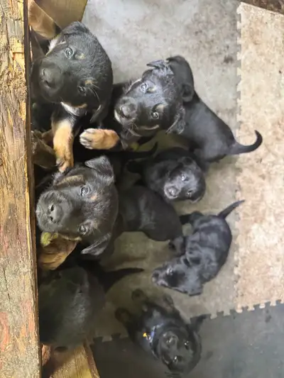 Dutch/Lab Puppies, View more