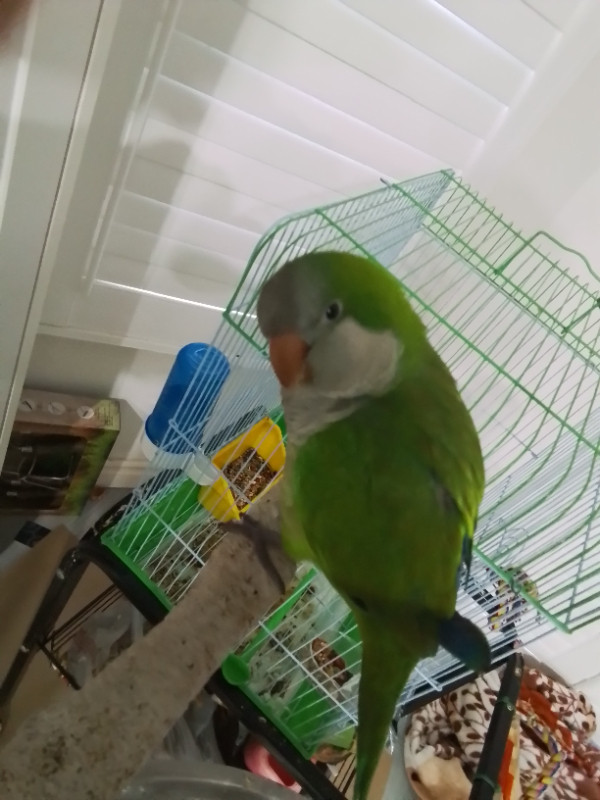 Hand taimed green quaker parrot in Small Animals for Rehoming in City of Toronto