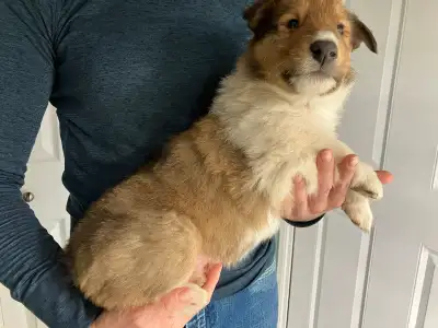 Rough collie puppies CKC registered , View more
