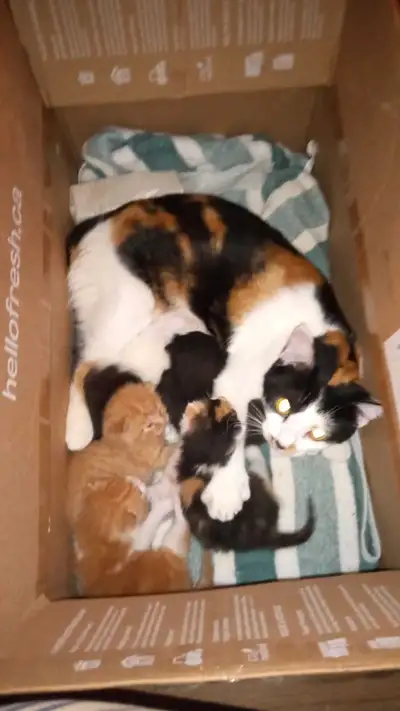 Chatons de deux portees, une née le 7 mai et l autre le 23 mai. La première portée sera prêt a la fi...