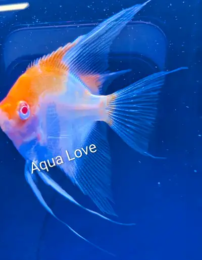 Angelfish - Redcap Albino, View more