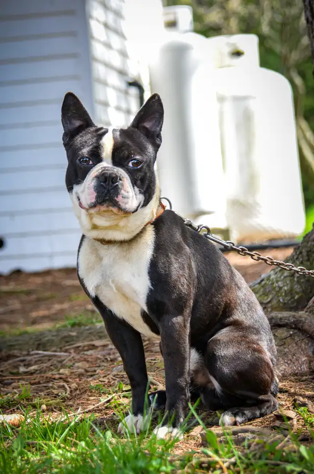 mâle Boston terrier in Dogs & Puppies for Rehoming in Longueuil / South Shore - Image 3