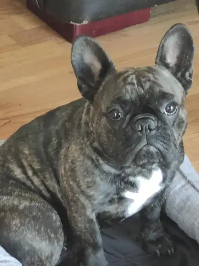 Rehoming a French bulldog , View more