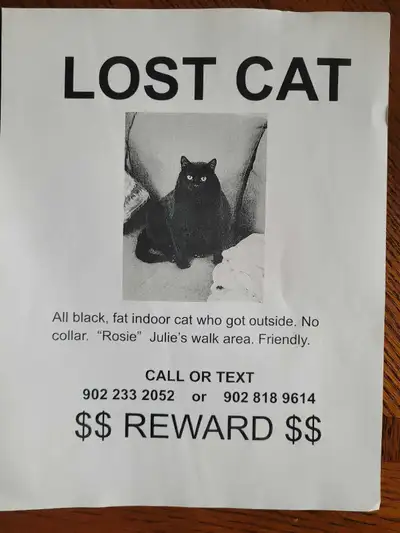 Lost black cat, View more