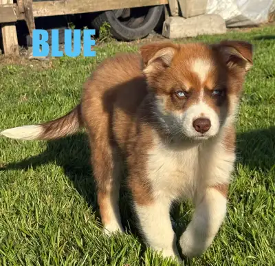 Chiot Aussi Sibérien ( Husky Sibérien x Berger Australien ), View more