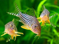 Sterba’s (sterbai) corydoras