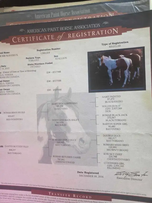 A Beautiful Bay/White APHA Filly in Horses & Ponies for Rehoming in Owen Sound - Image 10