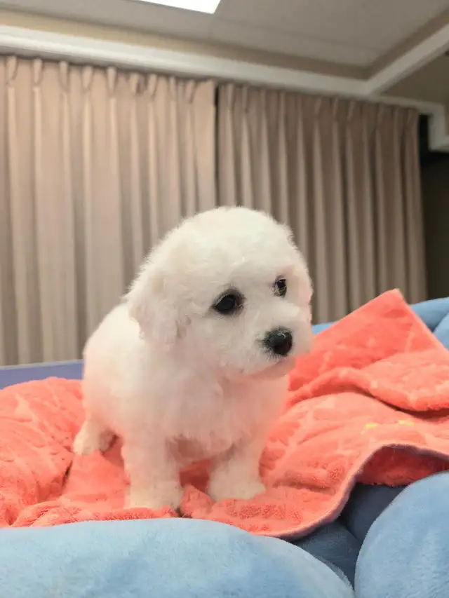 Bichon puppy puppies in Dogs & Puppies for Rehoming in Oshawa / Durham Region - Image 5