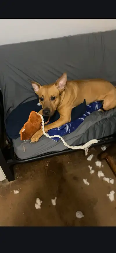 Looking to Rehome Mixed Breed Dog, View more