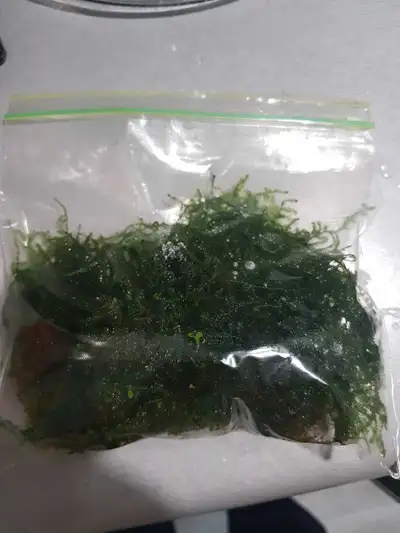 Clumps of java and xmass moss (mixed together) for sale, pickup only in Belmont