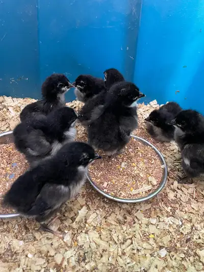 black australorp chicks chickens, View more