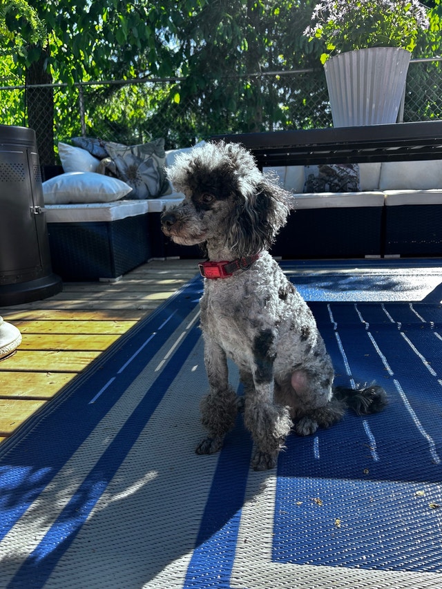 Male Registered toy poodle DNAtested Dogs & Puppies for Rehoming