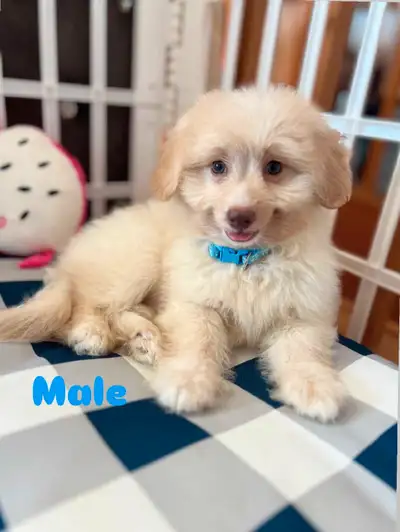 2 Small Yorkie x puppies for sale, View more