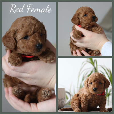 Red Toy poodles (only 1 left) 