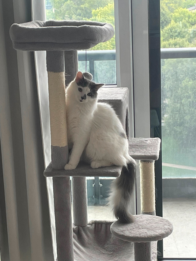 8 months old vaccinated Siberian cat - Male, Not Neutered in Cats & Kittens for Rehoming in Mississauga / Peel Region - Image 4