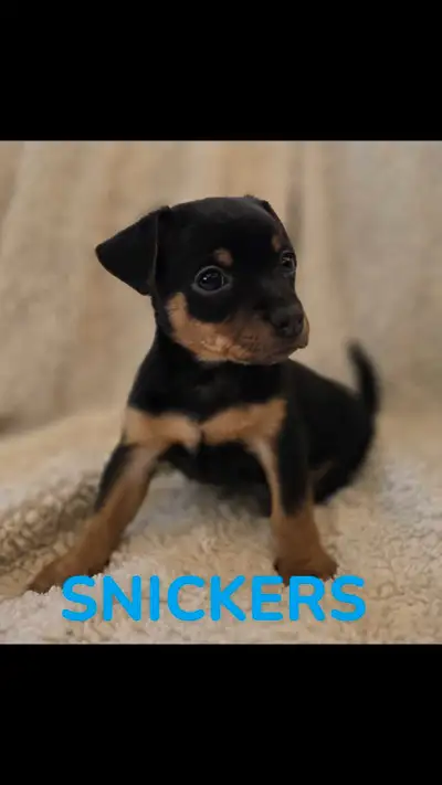 2 male Miniature Pincher cross Chihuahua puppies, born March 20th, 2025. Ready to go to thier new ho...