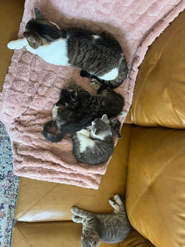 Kitten for Adoption | Chatons à adopter  dans Chats et chatons à adopter  à Ville de Montréal - Image 4