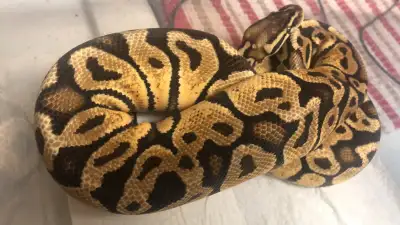 Disco pastel ball python, View more