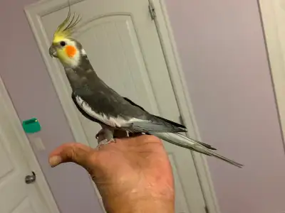 Cockatiels, View more