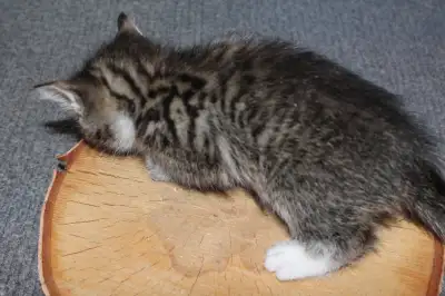 8 week old female kittens, View more